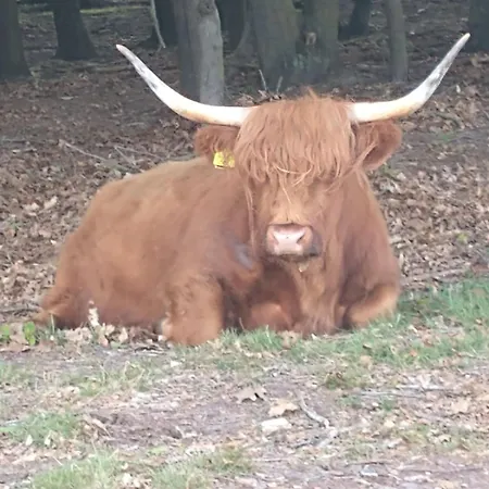 Bos Huize Vriendschap Dom wakacyjny Hattemerbroek