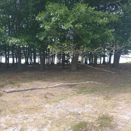 Bos Huize Vriendschap Hattemerbroek
