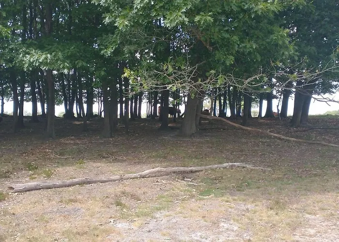 Bos Huize Vriendschap Hattemerbroek