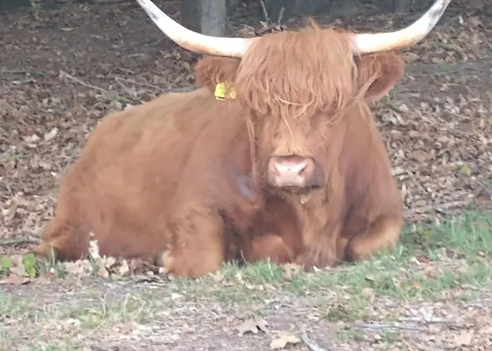 Nyaraló Bos Huize Vriendschap Hattemerbroek